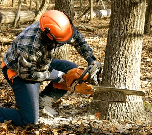 Tree Removal in Solway, MN